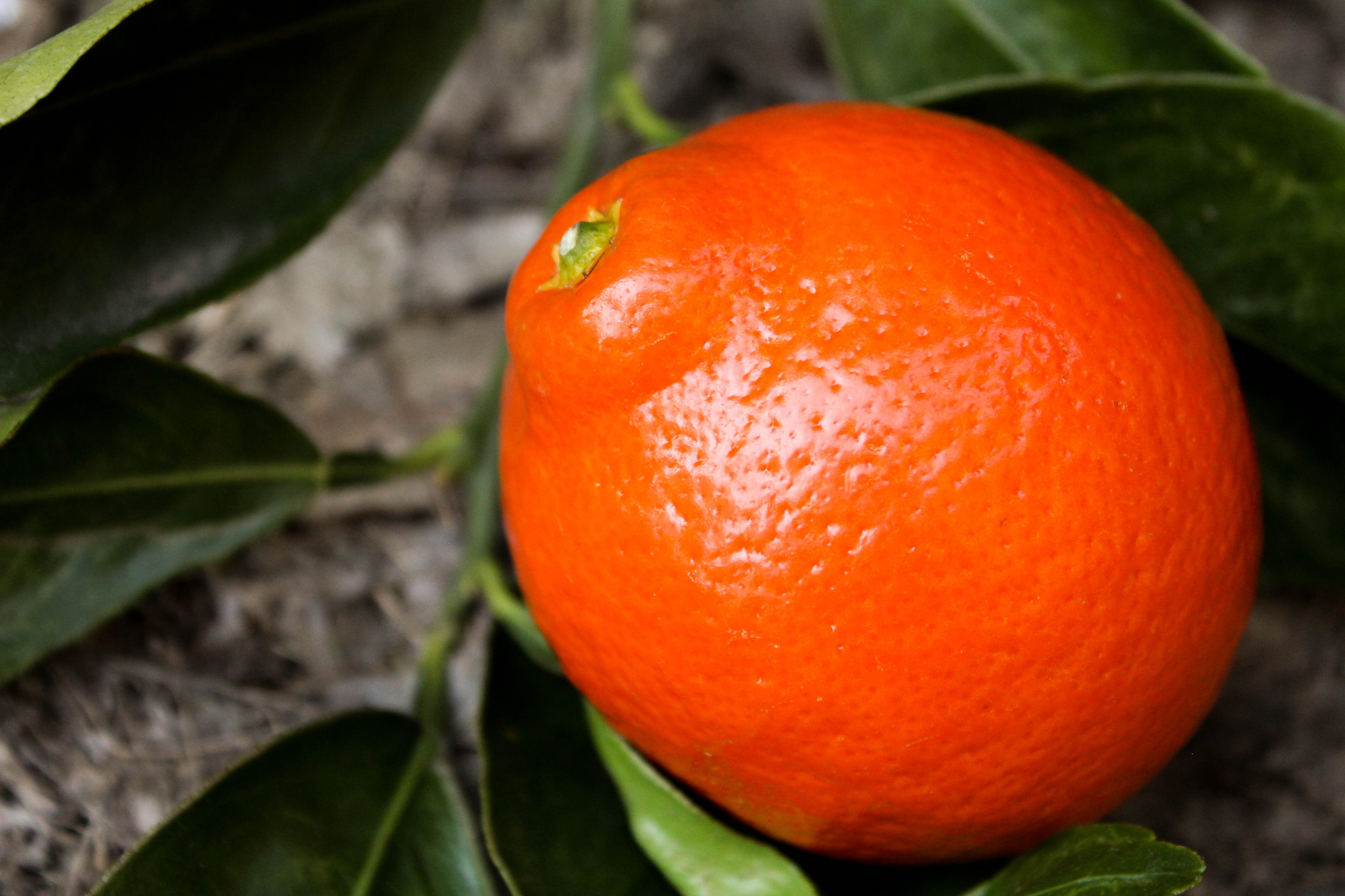 Feb. 2026, 2021 — This week in produce marketing news The Packer